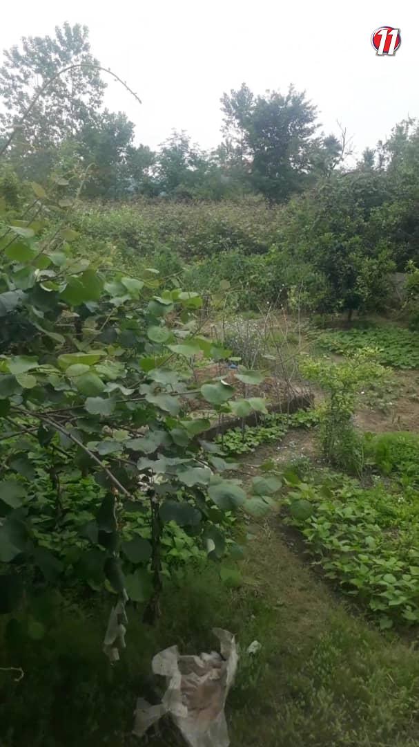 رهن و اجاره ویلا باغ دربست در تازآباد کلاچای